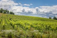 KlockeDistillery Medsker 041