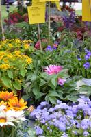 Hudson Farmer’s Market 6